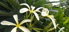 Plumeria