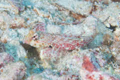 Synchiropus morrisoni