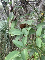 Ravenelia platensis