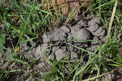 Microchaetus papillatus