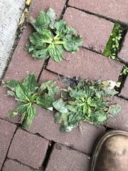 Plantago major