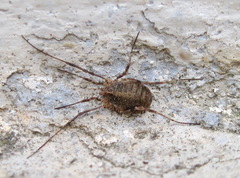 Odiellus lendlii