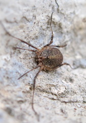 Odiellus lendlii