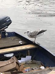 Larus argentatus