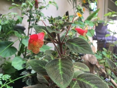 Kohleria