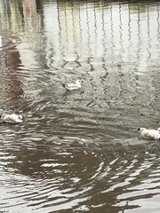 Larus argentatus