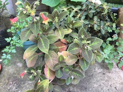 Kohleria
