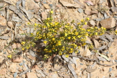 Pultenaea acerosa