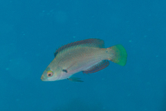 Cirrhilabrus punctatus