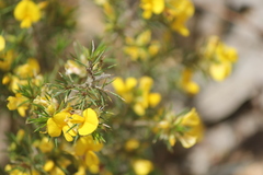 Pultenaea acerosa