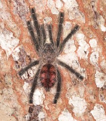 Avicularia