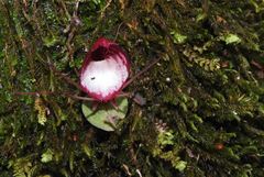 Corybas sinii