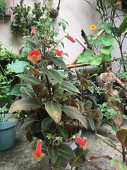 Kohleria