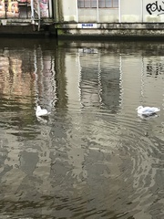 Larus argentatus
