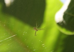 Araneidae