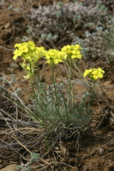 Erysimum flavum altaicum