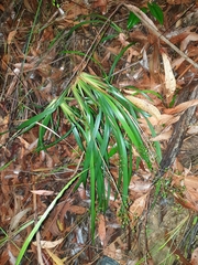 Dianella caerulea assera