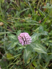 Trifolium pratense