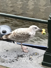 Larus argentatus