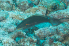 Stethojulis bandanensis
