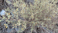 Chiliadenus iphionoides