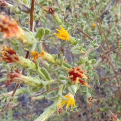 Chiliadenus iphionoides