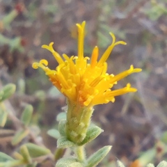 Chiliadenus iphionoides