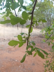 Commiphora neglecta