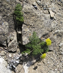 Cymopterus terebinthinus foeniculaceus
