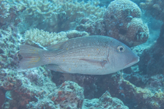 Lethrinus erythracanthus