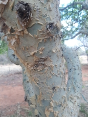 Commiphora neglecta