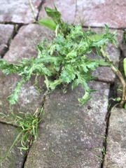 Senecio vulgaris