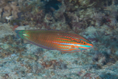 Halichoeres biocellatus