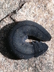 Peripatopsis capensis