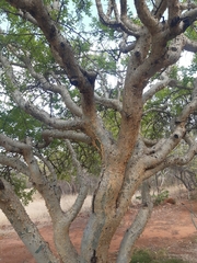 Commiphora neglecta