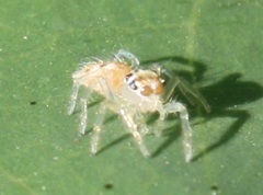 Telamonia dimidiata