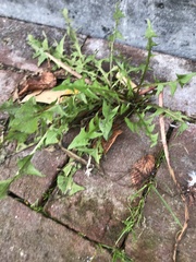 Taraxacum