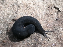 Peripatopsis capensis