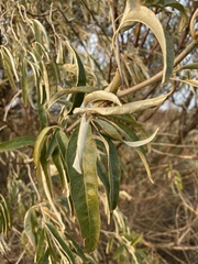 Elaeagnus angustifolia