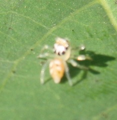 Telamonia dimidiata