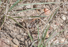 Hippiscus ocelote