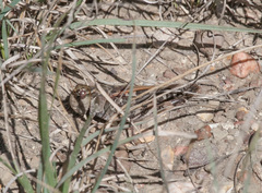 Hippiscus ocelote