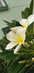 Plumeria