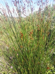 Thamnochortus erectus