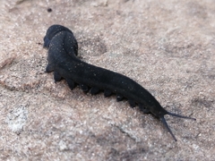 Peripatopsis capensis