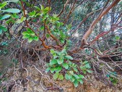 Arbutus andrachne