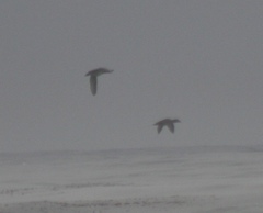 Melanitta perspicillata