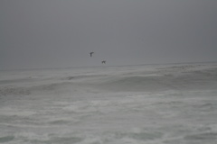 Melanitta perspicillata