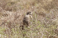 Microcavia australis