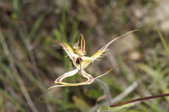Caladenia lobata